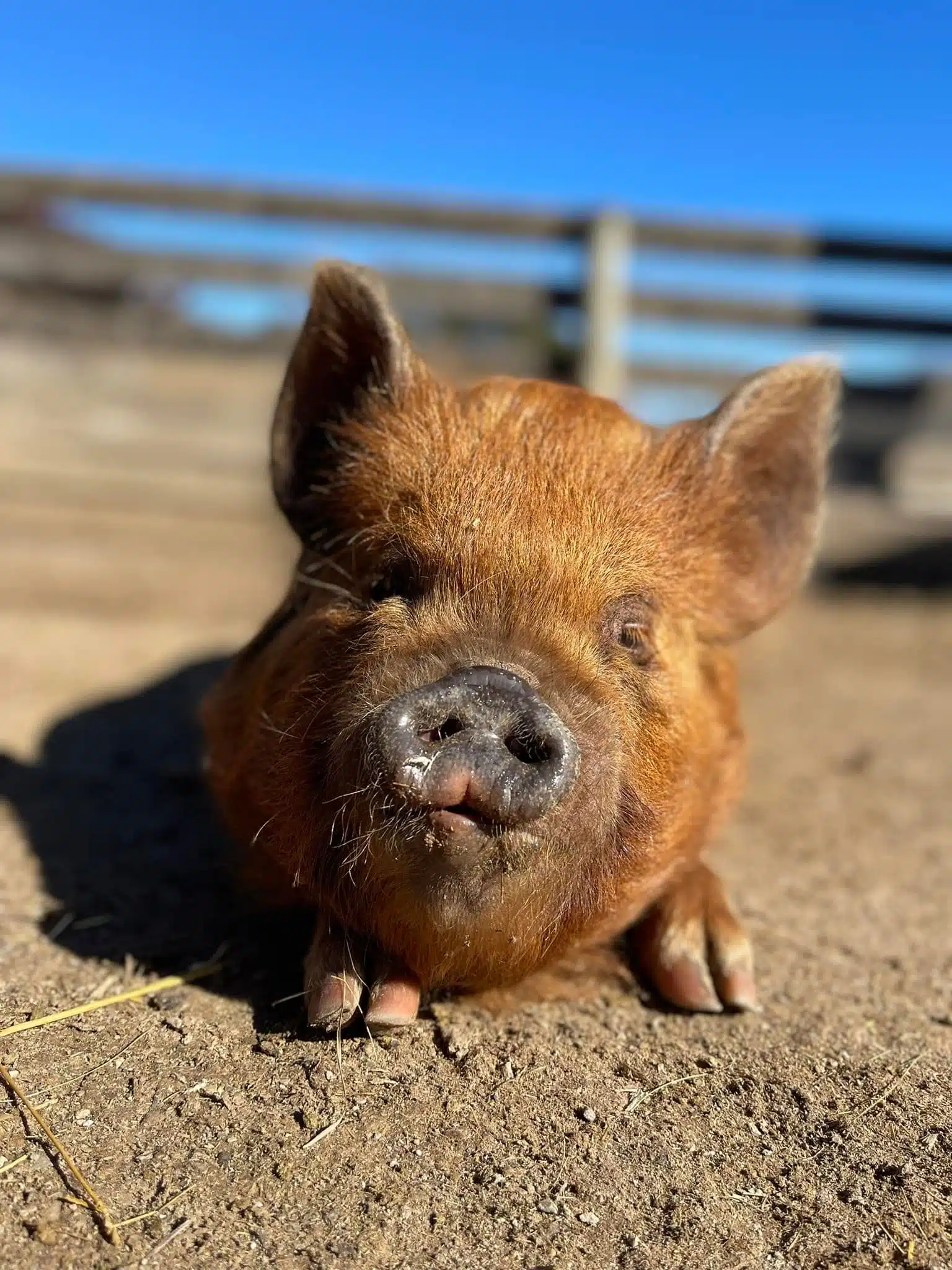 Barbie the pig at Fox's High Rock Farm