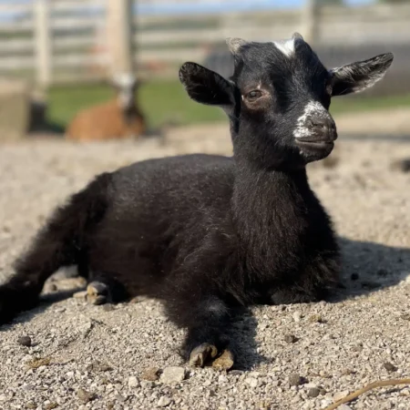 Benny the goat at Fox's High Rock Farm