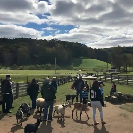 Fall day at the farm event fox's high rock farm